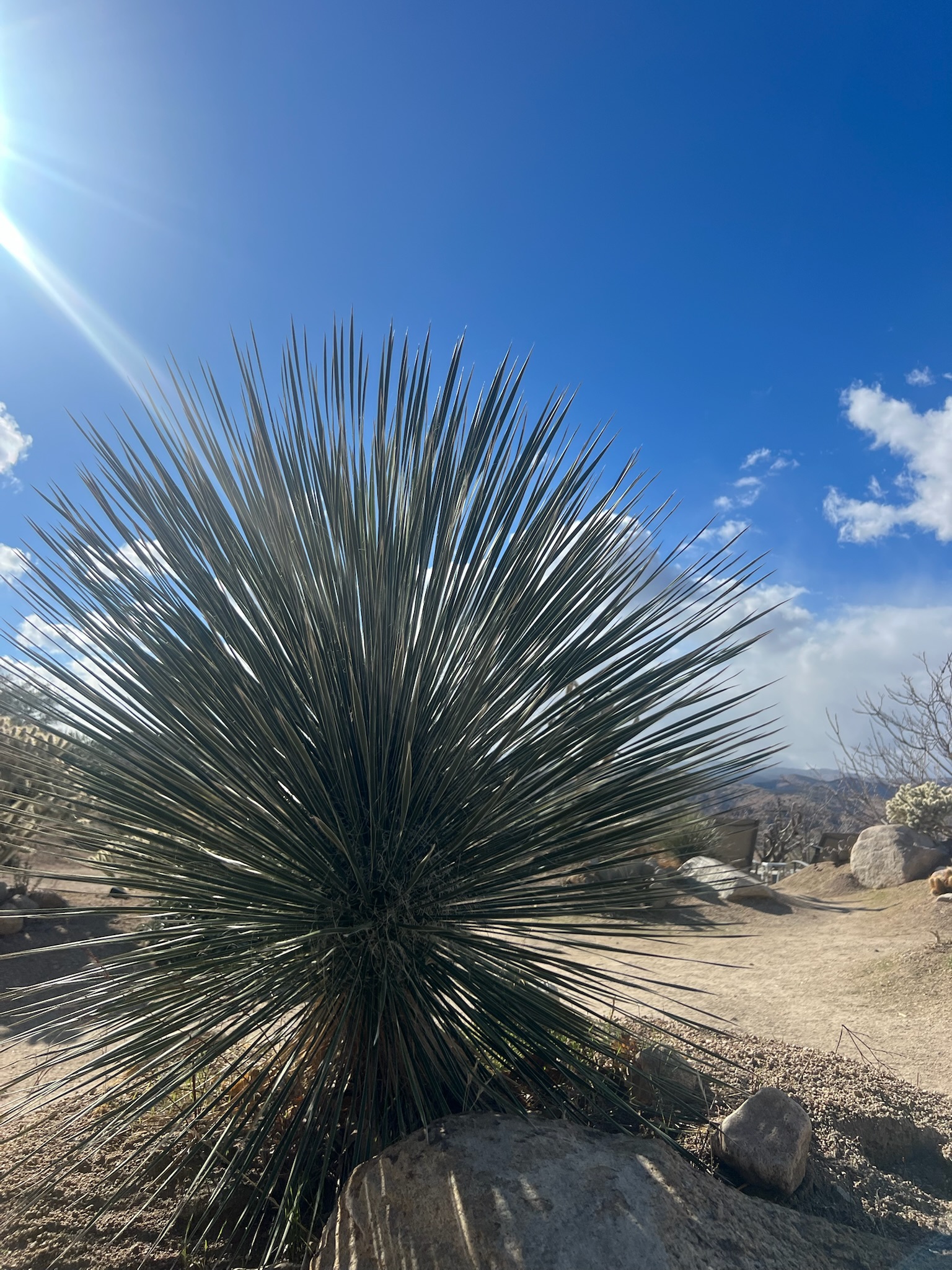 Desert plant and blue sky near the retreat space